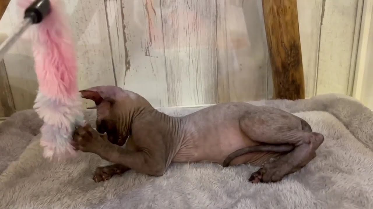 スフィンクス　男の子　2024/5/13生まれ