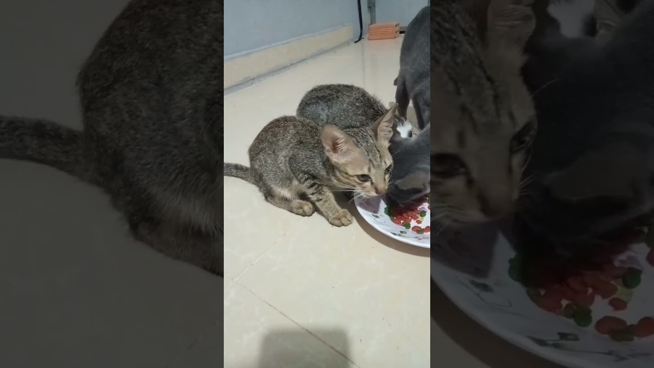 cute baby kittens #cat #cates #babyanimals #adorable #shotrs