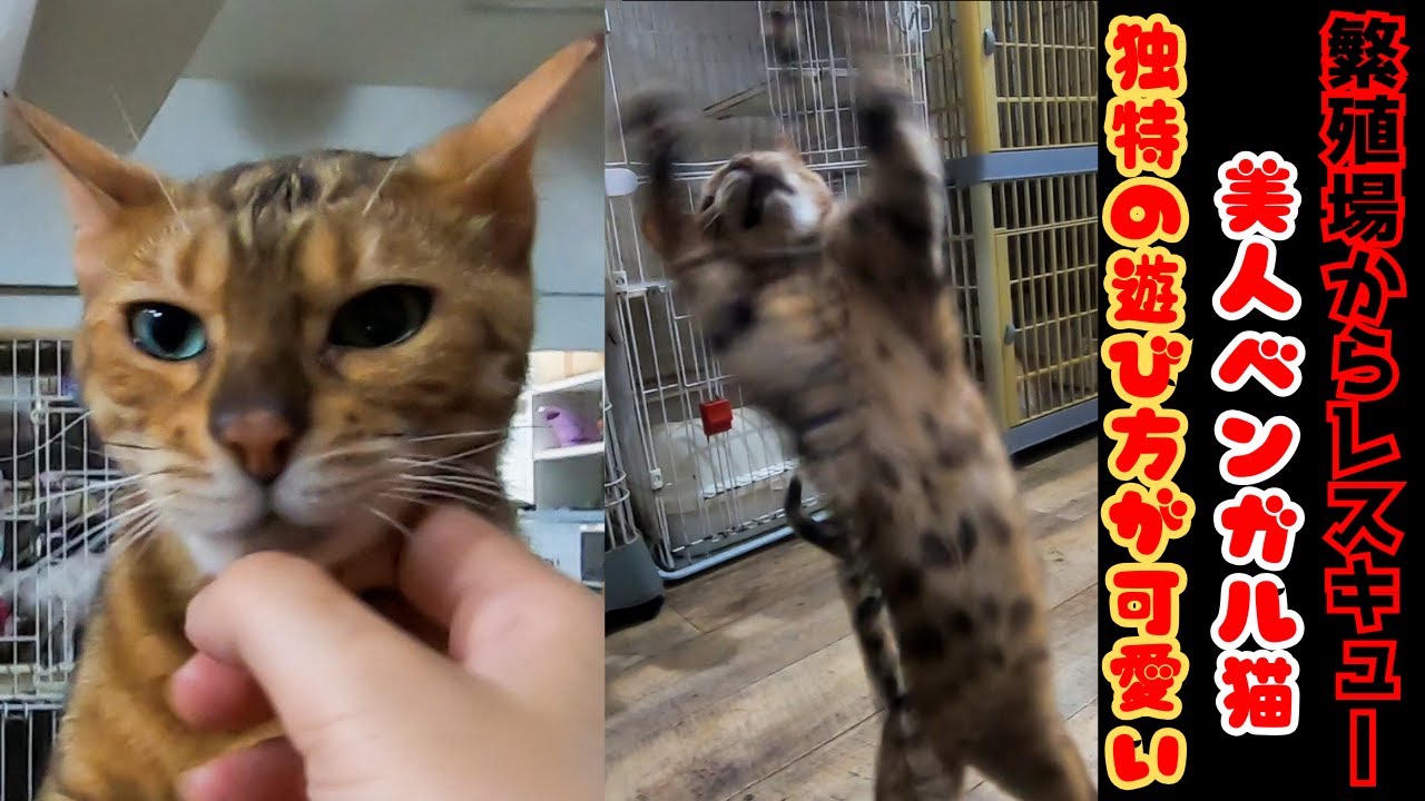 繁殖場からレスキューされたベンガル猫は綺麗な模様と独特な遊びが可愛すぎる（保護猫カフェ猫の木）十三駅Bengal cat rescued from a breeding farm