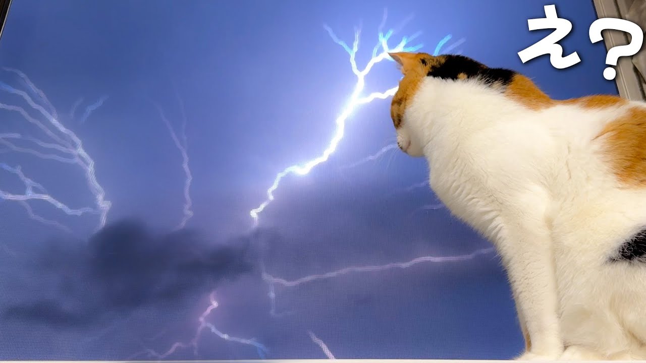 猫たちの目の前でとんでもない雷が落ちてしまいました…
