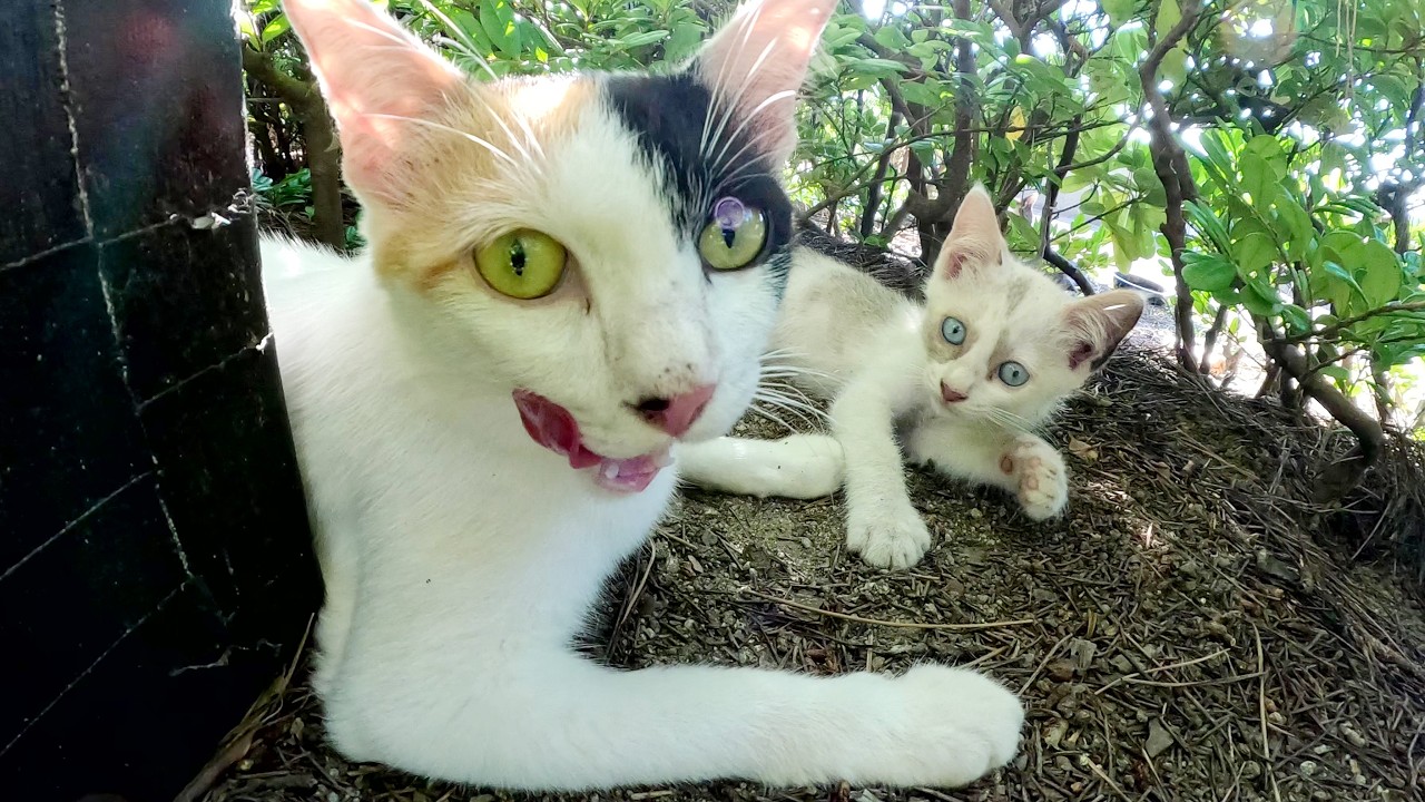 美猫の三毛猫ママをモフったら可愛い子猫達に会わせてくれた