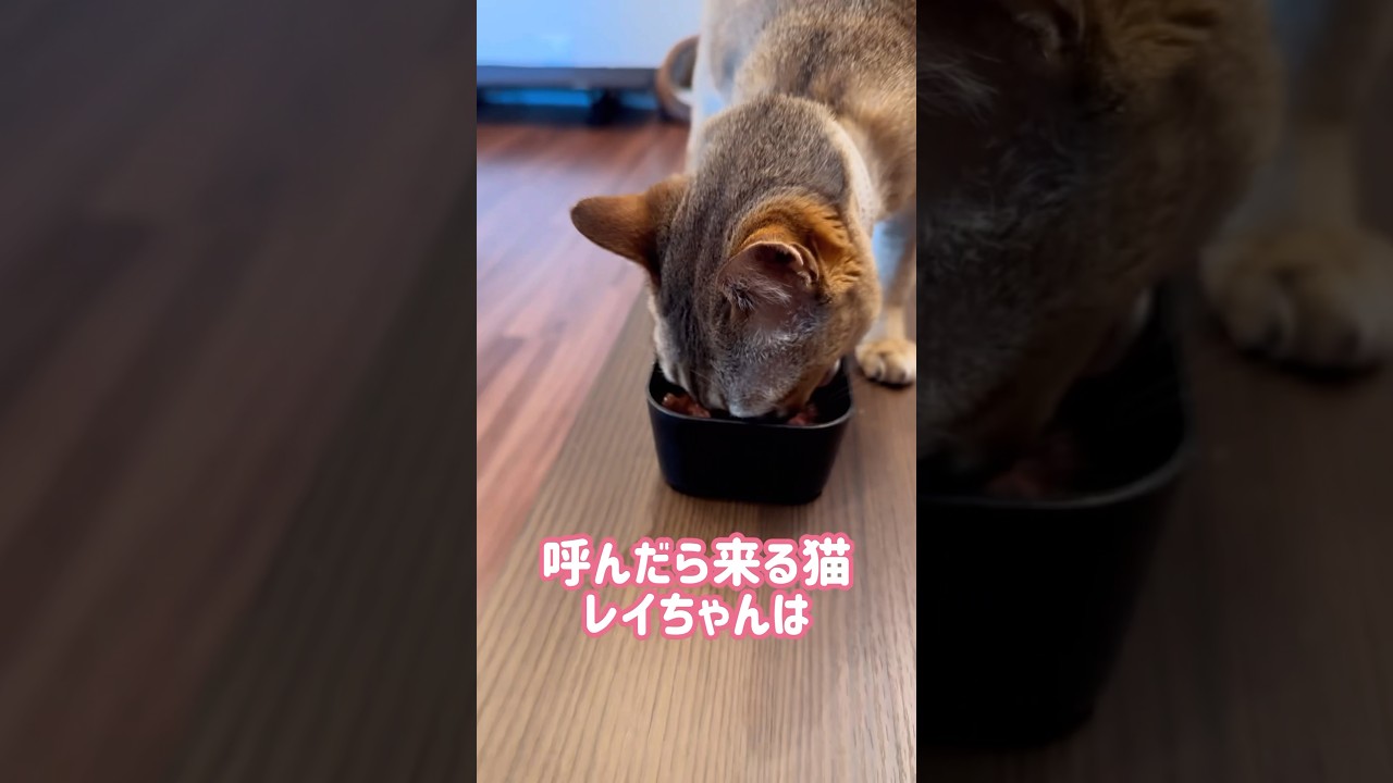 返事するレイちゃん #シンガプーラ #cat #shorts