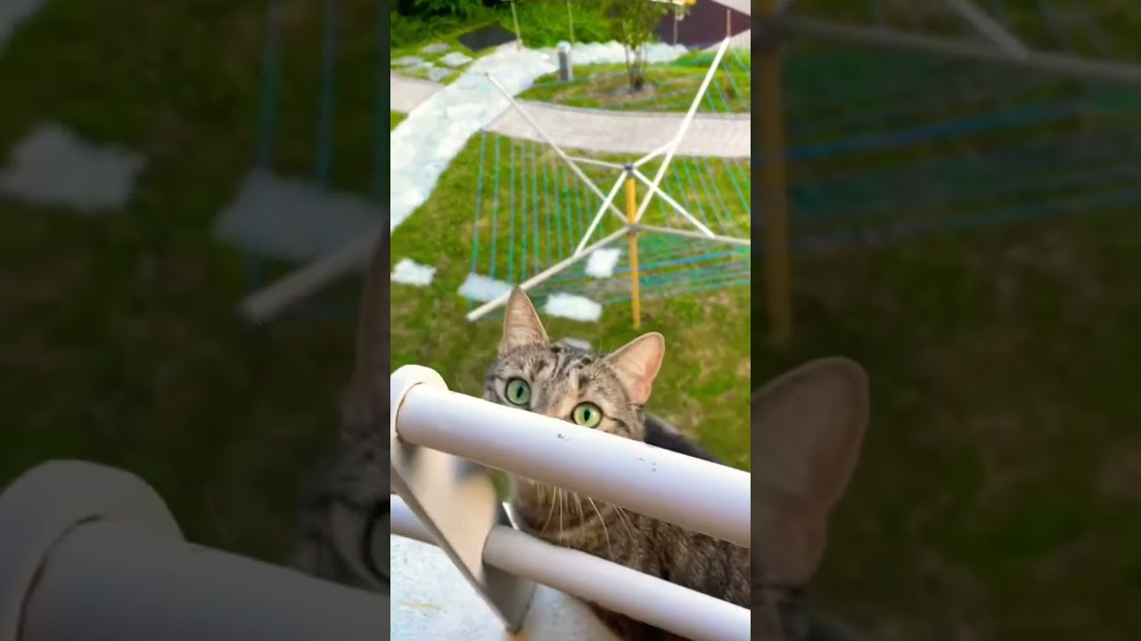 mèo : trộm dc sổ đỏ chưa😂 #shorts #cat #cute #catlover #animals #kitten #funny #cats #pets