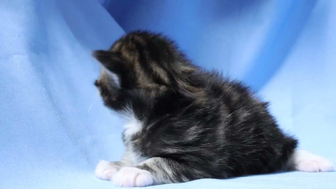 ブラウンのメインクーン子猫グルー君