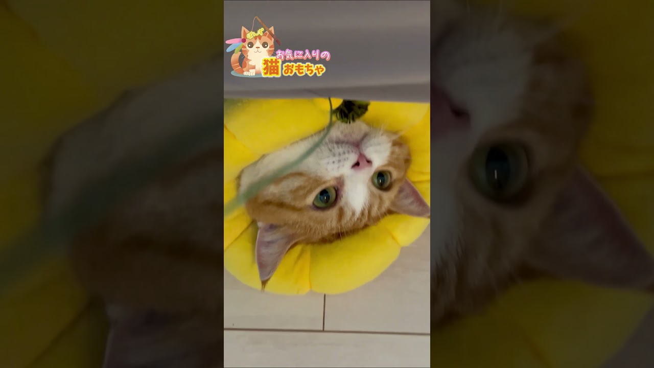大好きなおもちゃが⁉️😿 #shorts