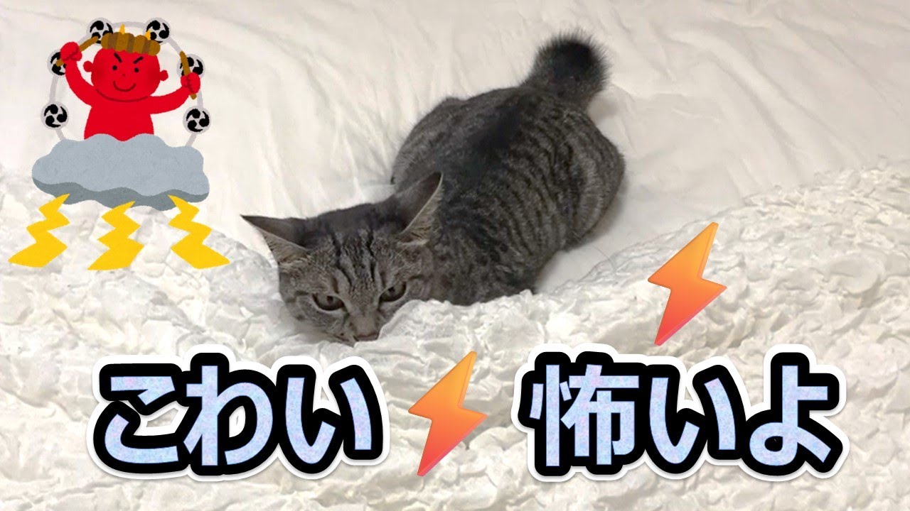【雷⚡に🙀ビビるスズ】ソファーでくつろいで爆睡💤 お天気急変で⛈️怖くて隠れるスズ🙀💦【スズと二人暮らし】