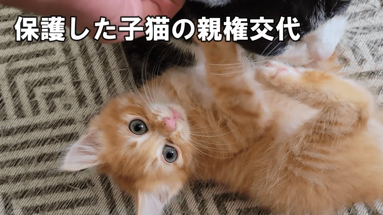 逃げ場がない… 子猫が驚きすぎて腰を抜かすとこうなります