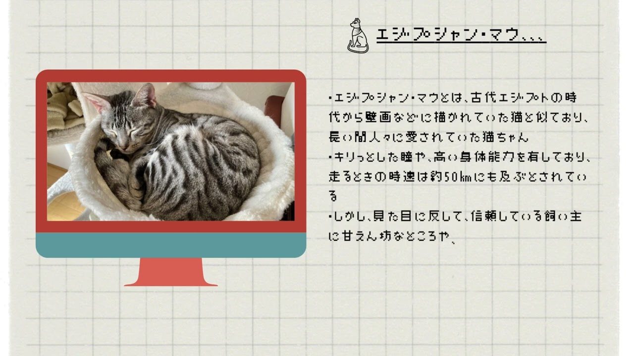 【エジプシャン・マウ】】ペットリフォームならセラフ榎本　犬猫のためのリフォーム　愛猫　ペット快適環境　埼玉県　東京都　神奈川県