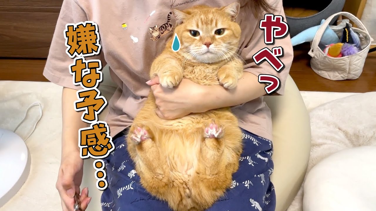 嫌な予感を察知してママから逃げまわる勘の鋭い猫…！
