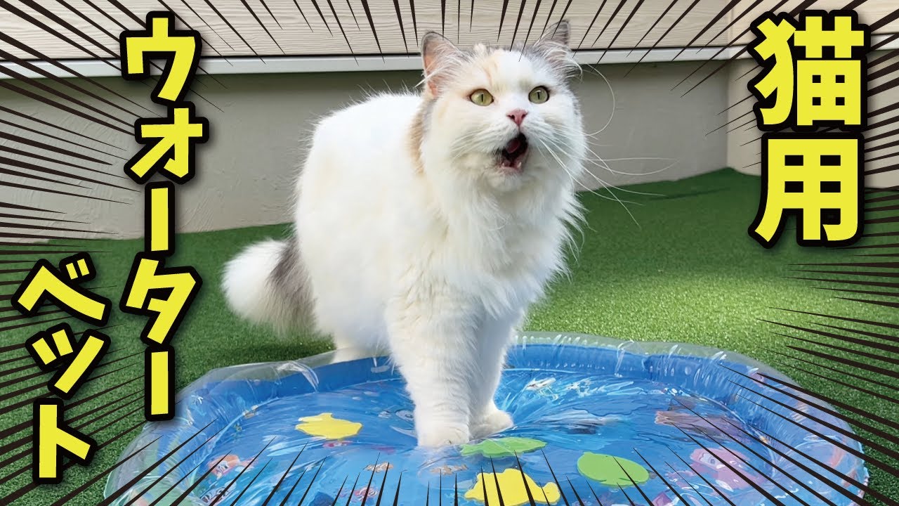 猛暑がひどすぎたので猫用ウォーターベッドを買ってあげました【関西弁でしゃべる猫】【猫アテレコ】