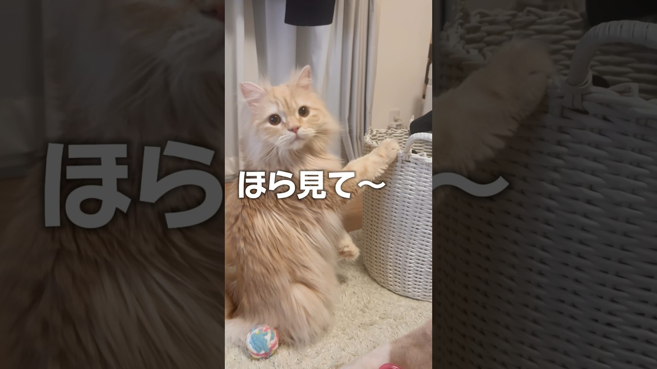 ほら見て、ねこだね〜💕#猫 #スコティッシュフォールド