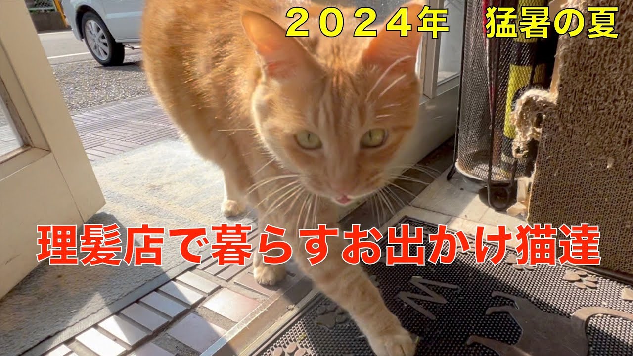 理髪店で暮らすお出かけ猫達！２０２４年　猛暑の夏！暑さに負けづ毎日お散歩に＾＾