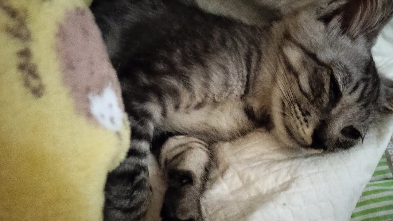 一ヶ月前に出会った野良子猫。8/6に再会したけど。大変なことになっていました