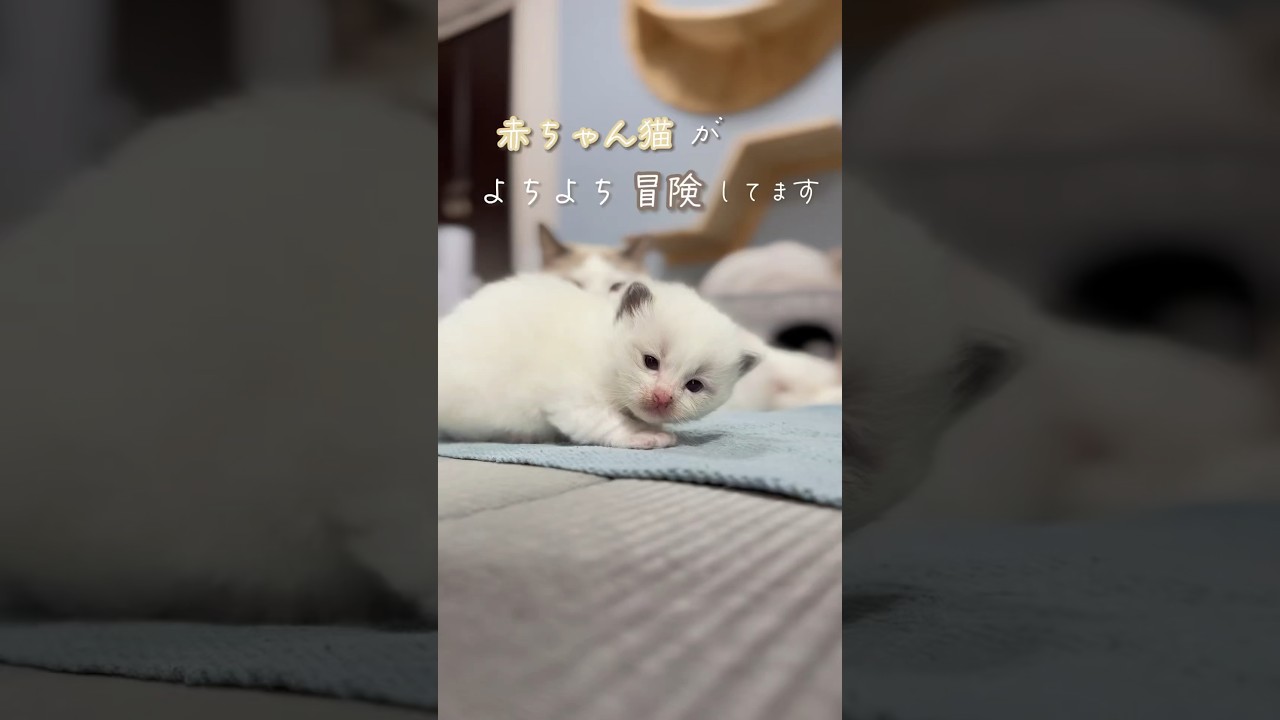 赤ちゃん猫が歩き始めたその日に……🍼🫧#ラグドール#ラグドール子猫#猫ブリーダー#子猫ブリーダー#猫のいる暮らし