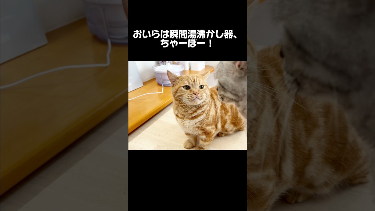 おいらは瞬間湯沸かし器ちゃーぼー！ #猫 #マンチカン #shorts