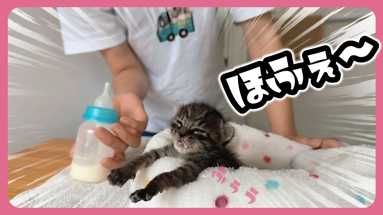 子猫がミルクを飲んでだらぁ～んやりきった顔がかわいすぎる【保護猫生活14日目】