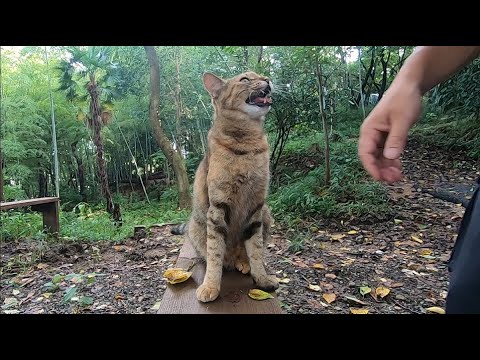 家に帰って来ると元気よく「ただいま」を言う娘猫