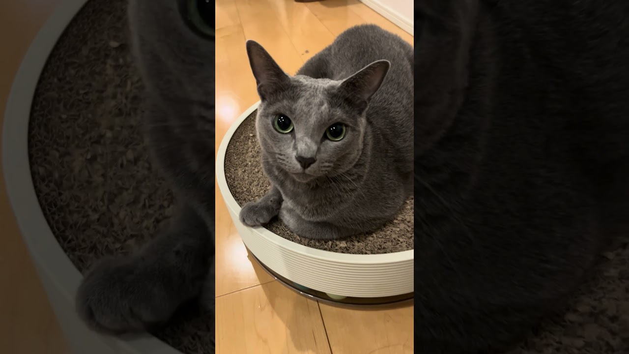 Riru close-up #cat #kitten #catbaby #cute #猫 #ねこねこ #catkitten #ねこ #pets