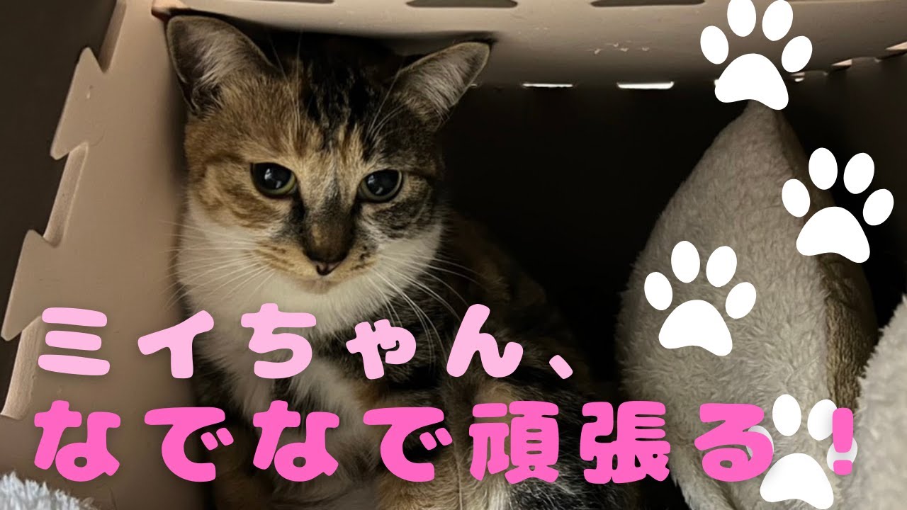 【保護猫】ミイちゃんがおうちに慣れるまで