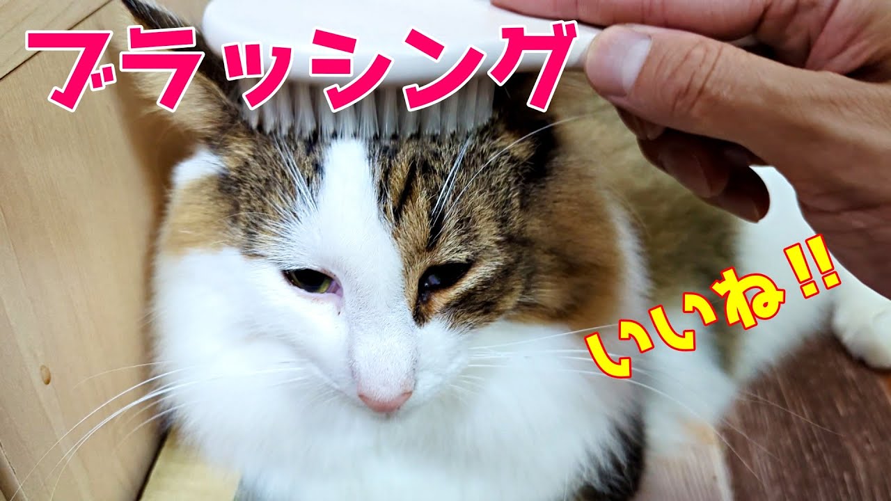 ノルウェージャンフォレストキャットのブラッシングをするのは大変なのです😓