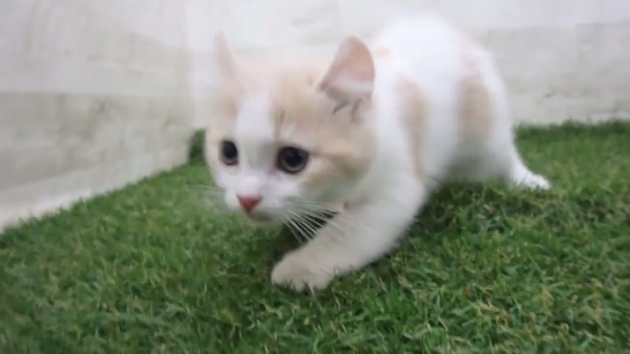 Coo&RIKU　No00686029 アメリカンカール