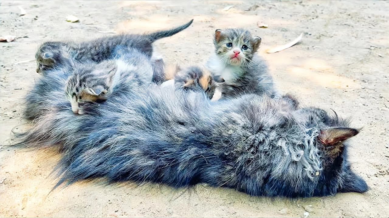 誤って腐肉を食べてしまった母猫。子猫たちがなす術もなく泣き続け、母親を起こそうとする姿に心痛む！