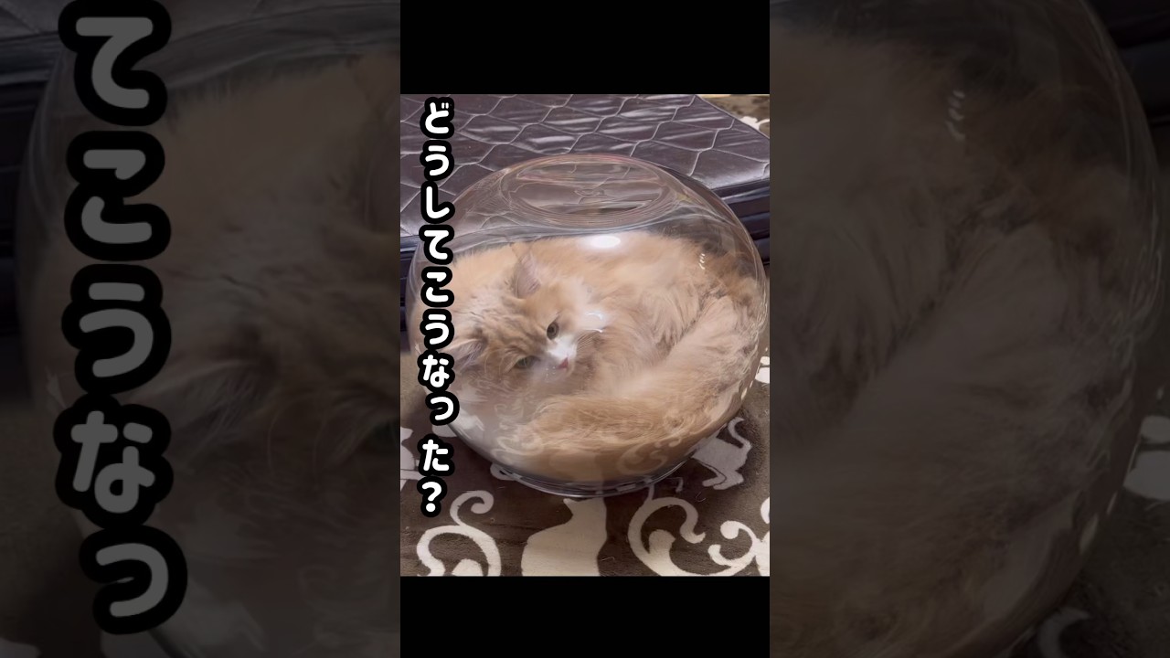 猫鉢を宿にした猫　サイベリアン　#shorts