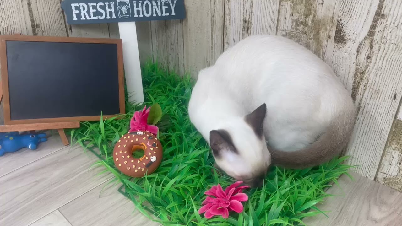 Coo&RIKU　No678585　トンキニーズ