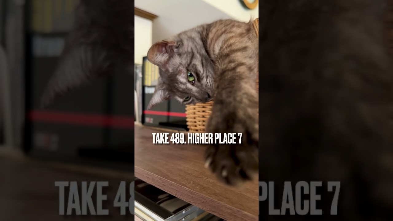 久しぶりに棚上の #あけびかご で #おやすみなさい💤 にゃ❗️#クーラーの風よけ にいいにゃ‼️#タワーいらない派 #egyptianmaucat #目ヂカラ #エジプシャンマウ #shorts