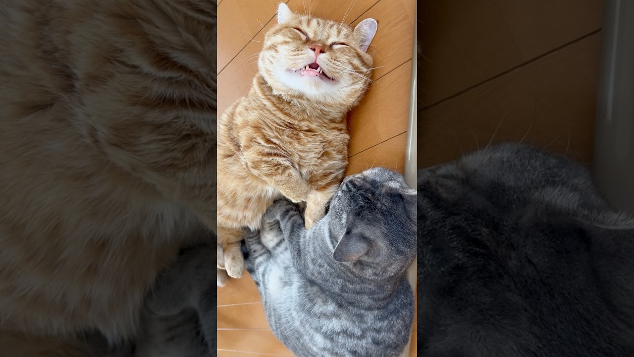 妹との間に一体何が！？ #被害者役の猫  #マンチカン #shorts