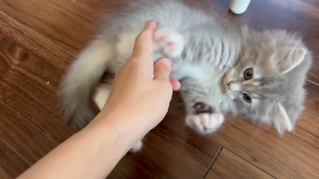 足にまとわりつく子猫　サイベリアンA kitten clinging to your leg. Siberian