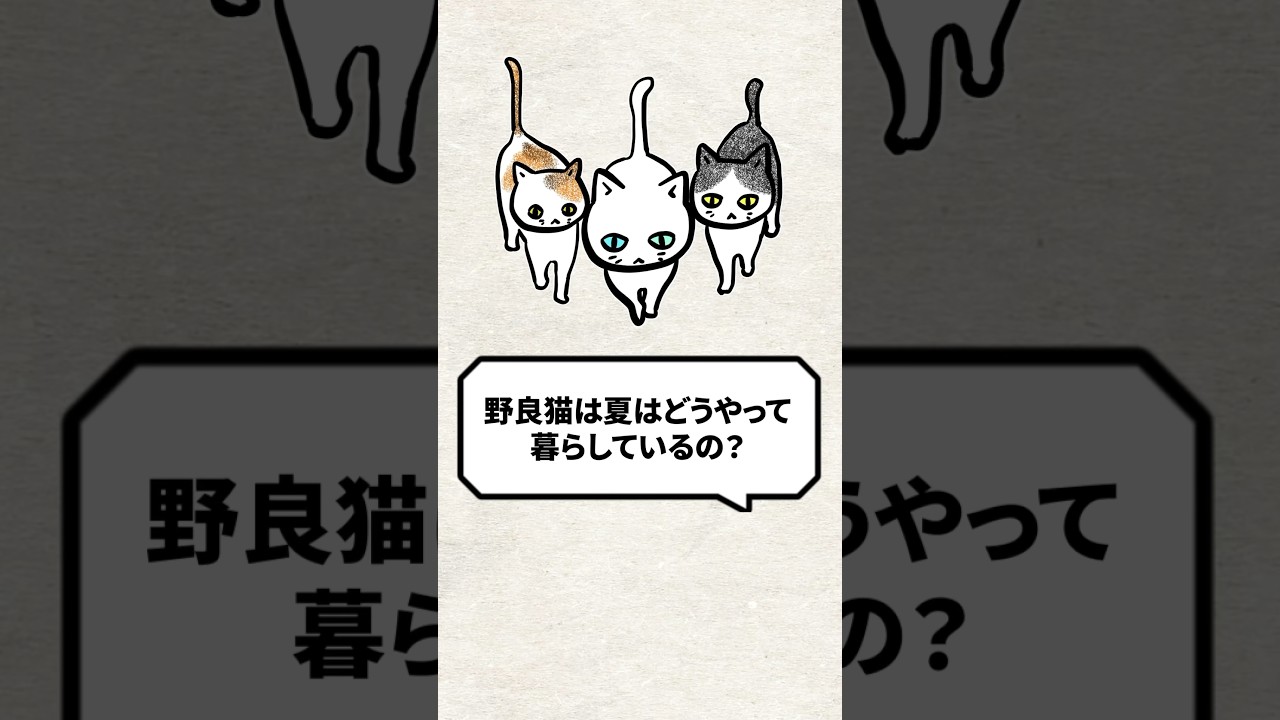 Q：野良猫は夏はどうやって暮らしているの？ #猫 #保護猫 #ねこ