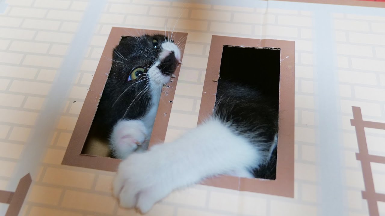 お家を噛み壊す事を覚えた子猫達が止まらない🐈🐈【仲良し子猫姉妹の成長記録】