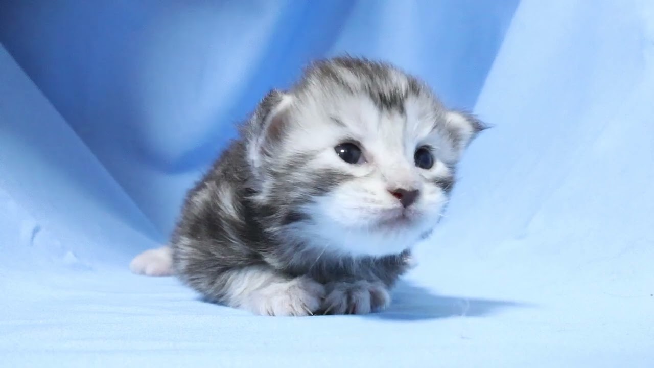 シルバーのメインクーン子猫ボブ君