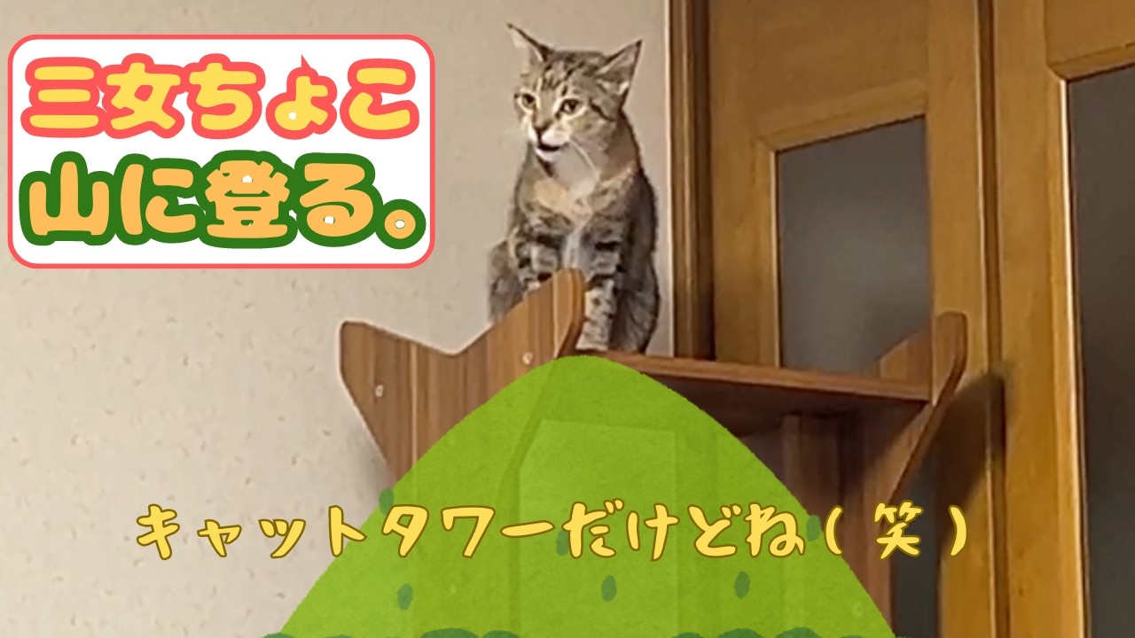 【三女　ちょこ】「 山の日」ちょこの山探訪