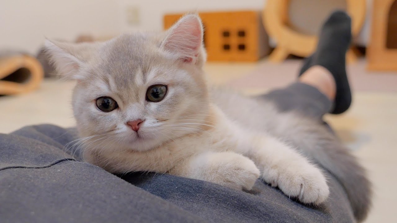 I was relieved that the kitten, who was dissatisfied, finally accepted me...