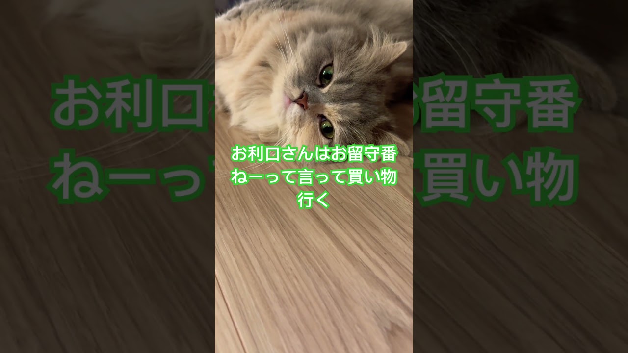 #cat #猫のいる生活 #ねこ #猫 #マンチカン短足 #shorts #短足マンチカン #猫好きさんと繋がりたい #マンチカン