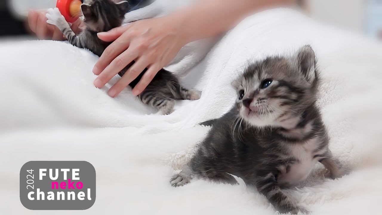 ミルクをたっぷり飲んだのに？キョロキョロする子猫の不思議【保護子猫】