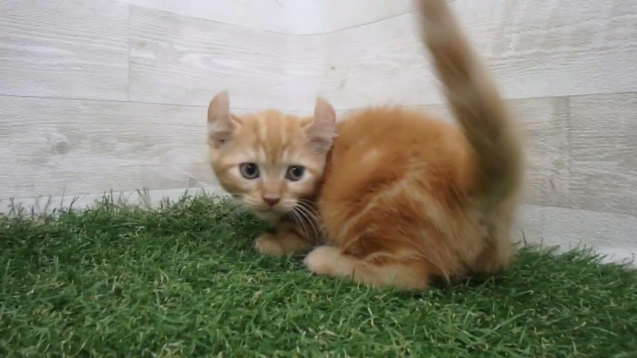 Coo&RIKU　No00686025 アメリカンカール