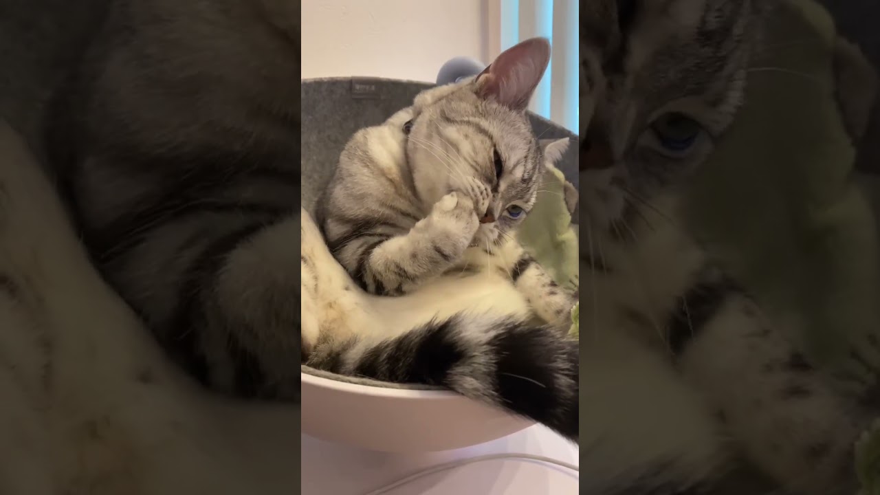 寝る前の準備😽#アメショ#可愛い猫動画#アメリカンショートヘア