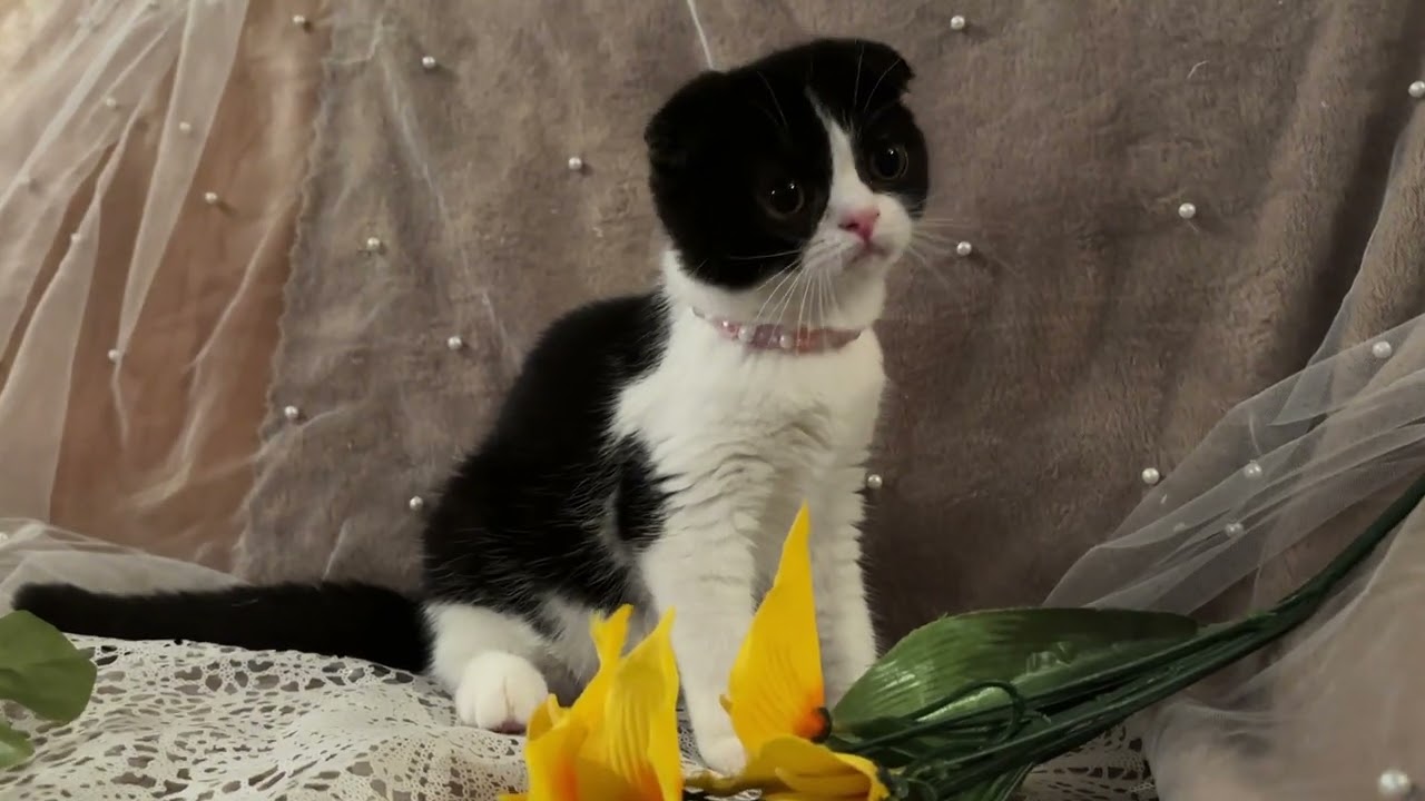 スコティッシュフォールド 黒白ハチワレかわい子ちゃん♡