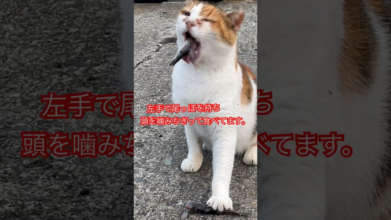 熱海　釣り　野良猫　#short#shorts#japan#cat#野良猫#猫#zoo#ねこ#日本#癒し#猫動画#かわいい