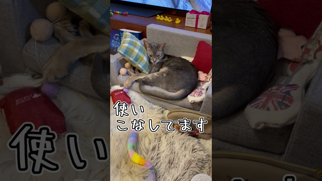 アビシニアンとは その10 #shorts #猫 #アビシニアン