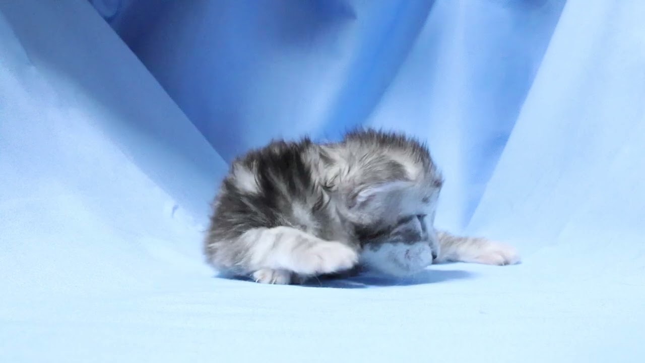シルバーのメインクーン子猫ボブ君