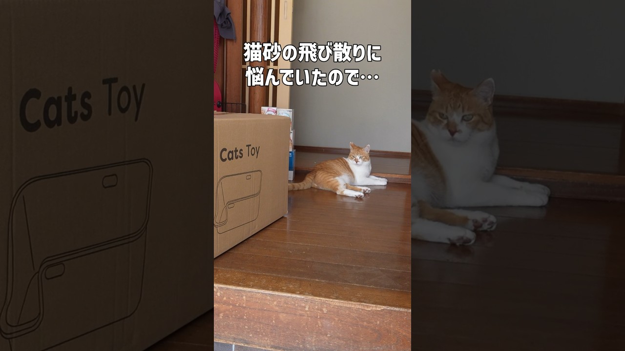日々のプチストレス解消したい #元野良猫チャチャ #ねこ #ネコ #猫 #猫武将 #チャチャ