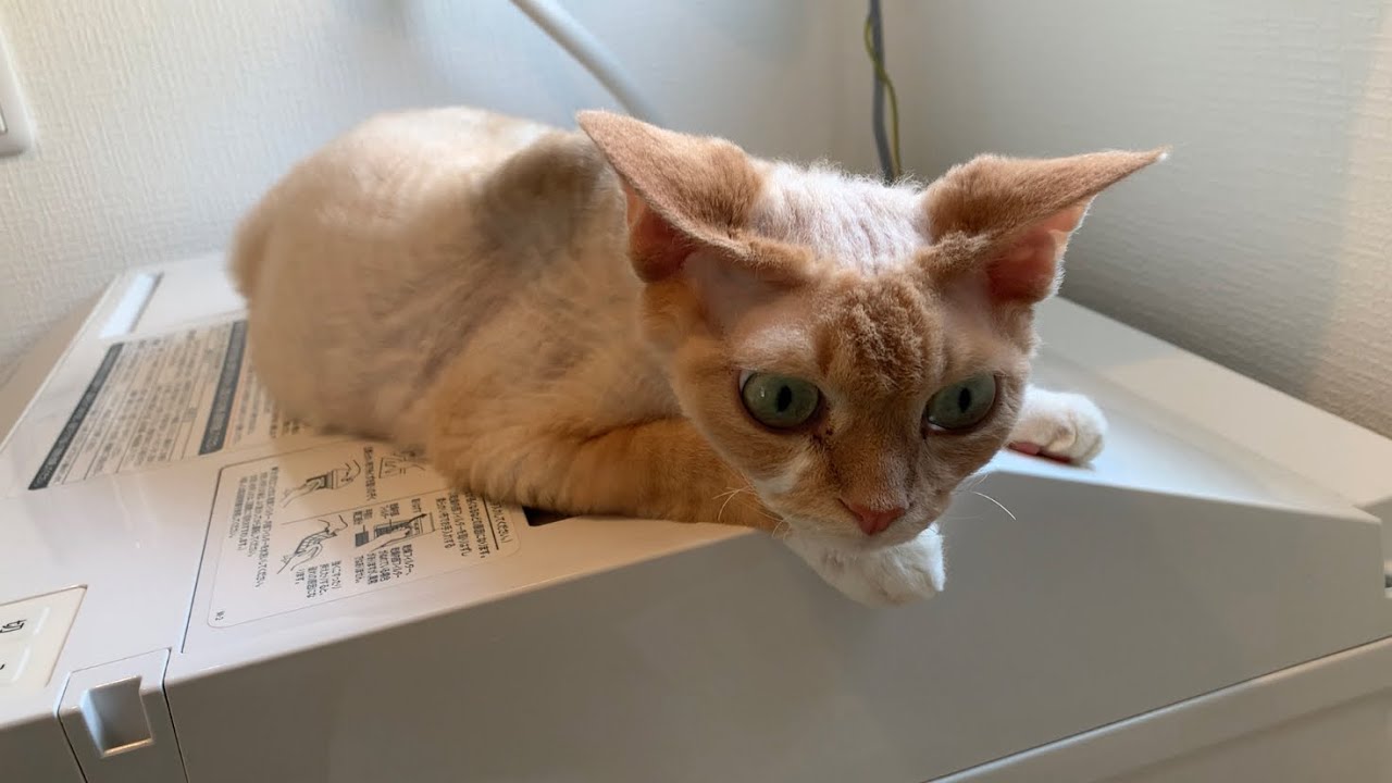 デボンレックス兄が洗濯機の上でくつろいでいます(Devon Rex cat relaxing on a washing machine)