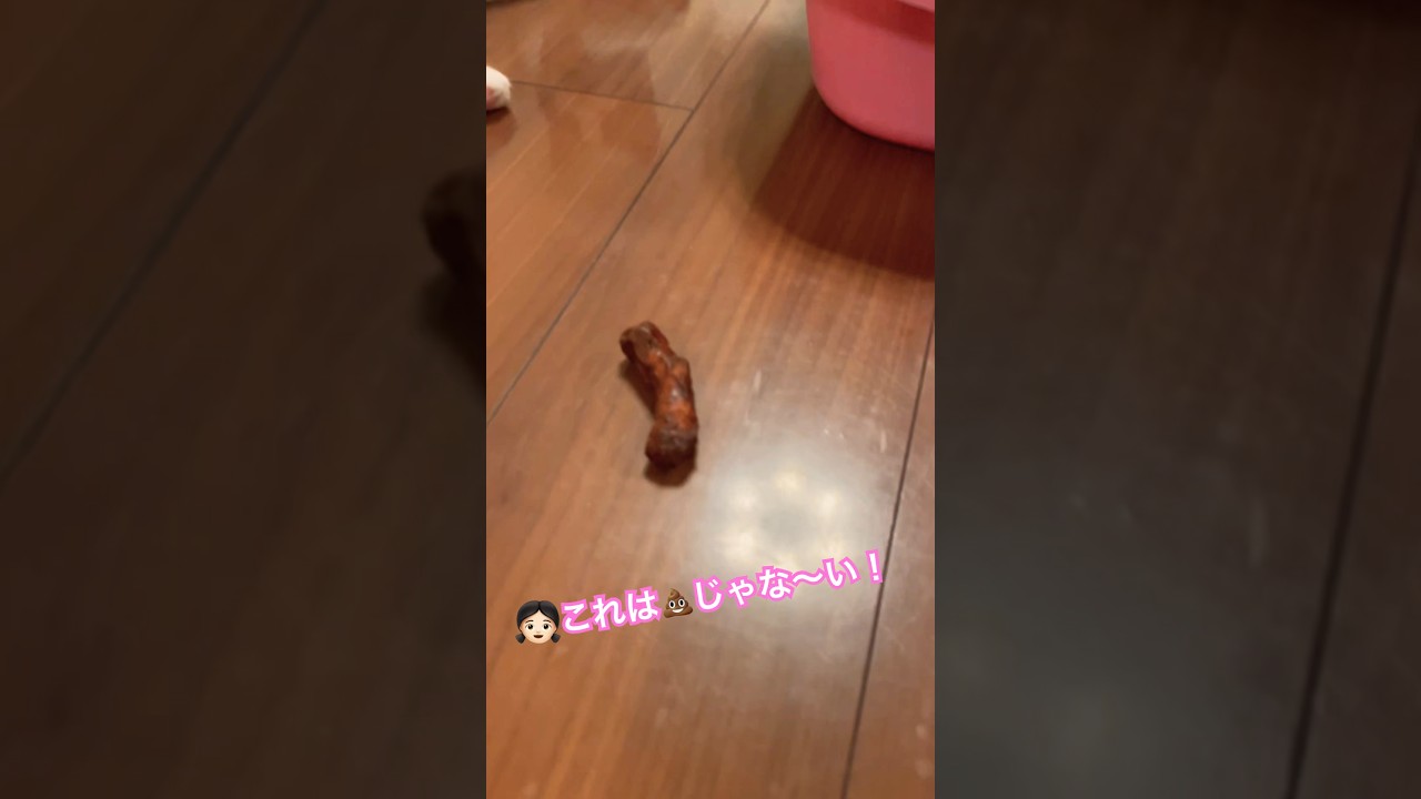 これはう〇ちじゃない、あんこ！じゃないかりん… #shorts #cat #funnyvideo