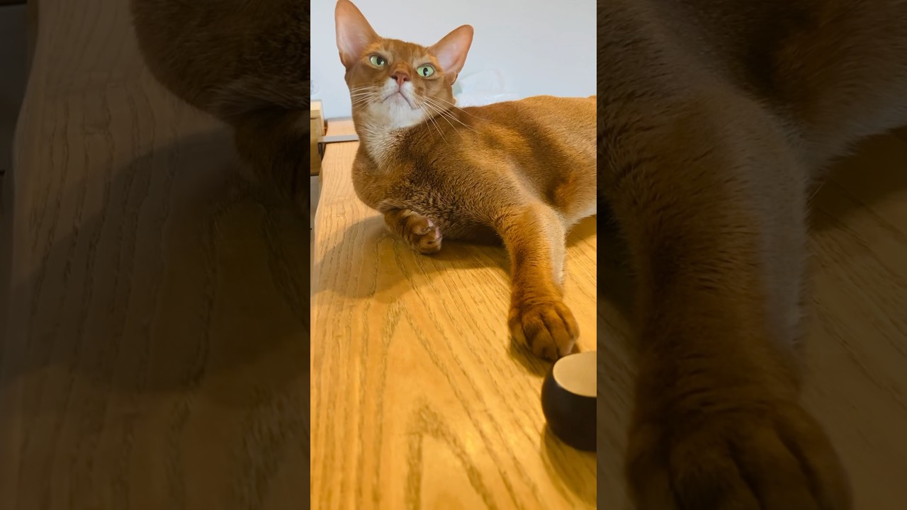 セイウチらしき猫#猫#こころ#アビシニアン#レッド#セイウチ#tail#hot#cat#abyssinian#red