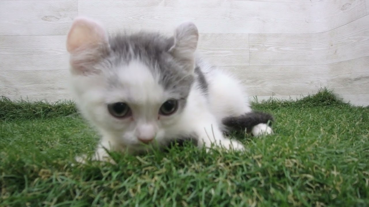 Coo&RIKU　No00686027 アメリカンカール