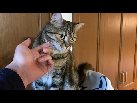 再び実家へ、はじめて離れ離れになったマンチカンと一ヵ月ぶりの再会【R6年6月1週目】